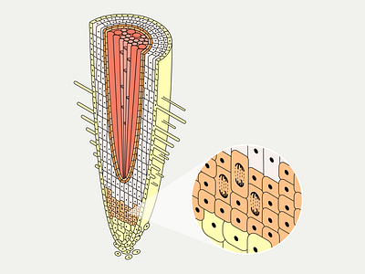 Plant root structure biological illustration biology education flat illustration isometric illustration isometry minimal plant root plant root structure root school school program science scientific illustration structure vector web