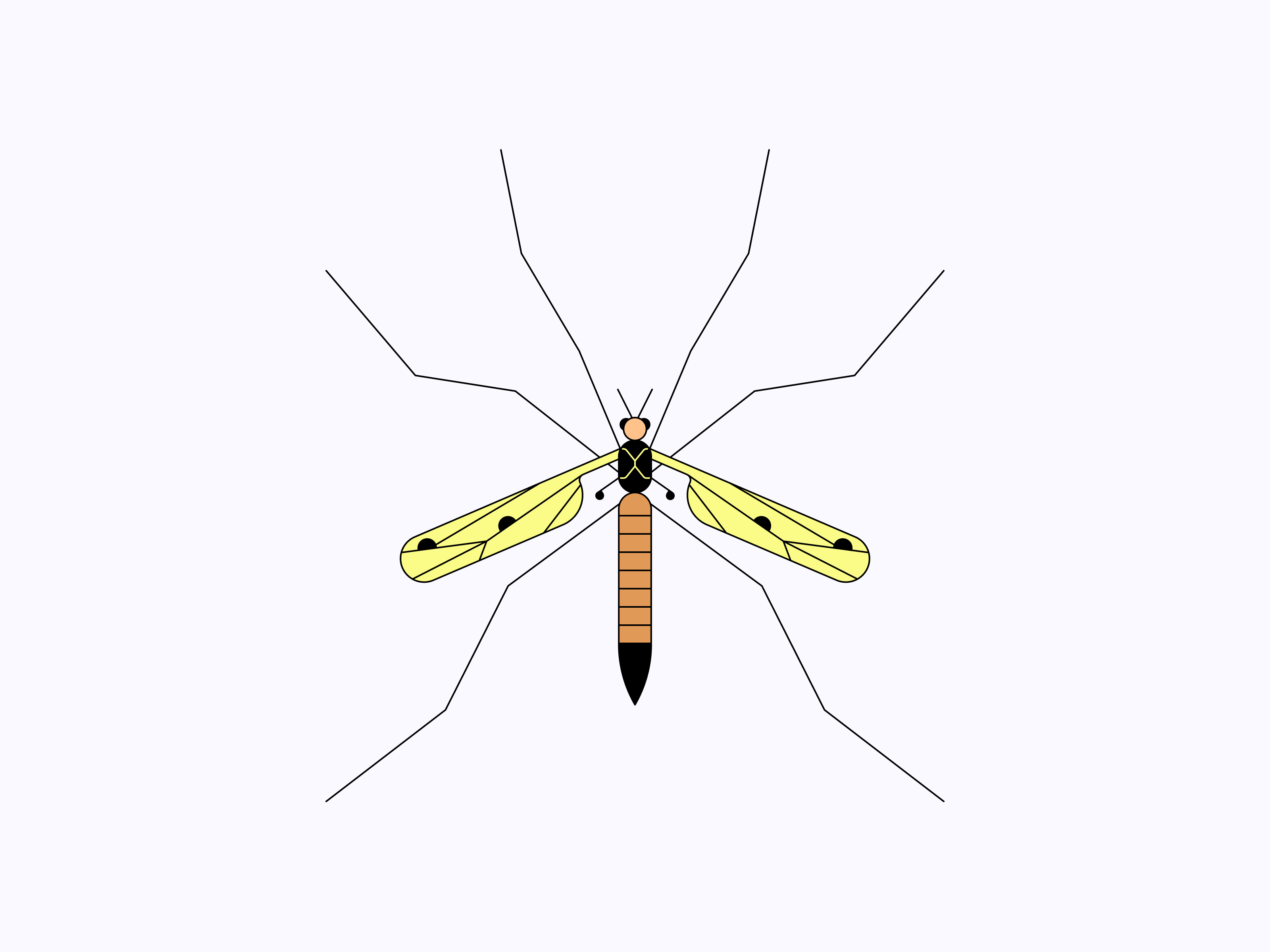 Mr Mosquito biological illustration biology education flat illustration insects minimal mosquito nature school school program science scientific illustration vector web