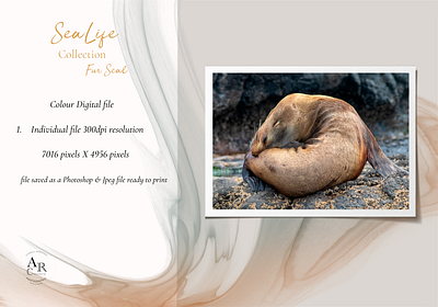 SeaLife Collection....Fur Seal art design digital download nature photography poster