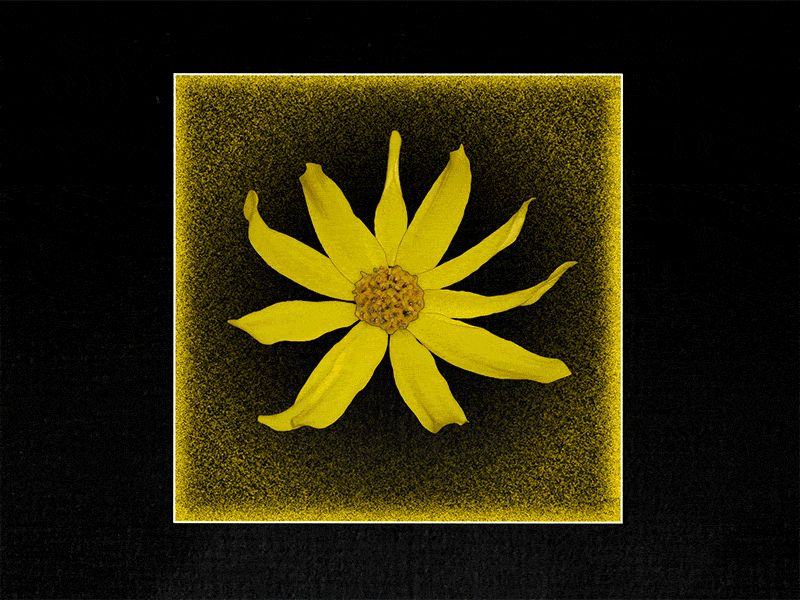 flower. body. peel back form animation body box design floral flower graphic design loop motion motion design motion graphics rotation sketch sketching vitruvian window