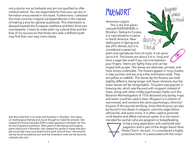 Nine Brooklyn Plants--Mugwort editorial illustration graphic design illustration layout layout design print design print layout