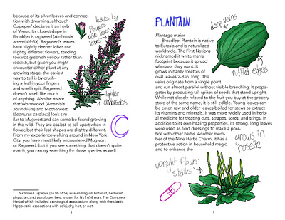 Nine Brooklyn Plants--Plantain editorial illustration graphic design illustration layout layout design print layout