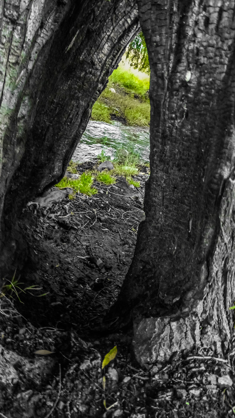 Hole through a whole tree app design editing grading logo photography photoshop