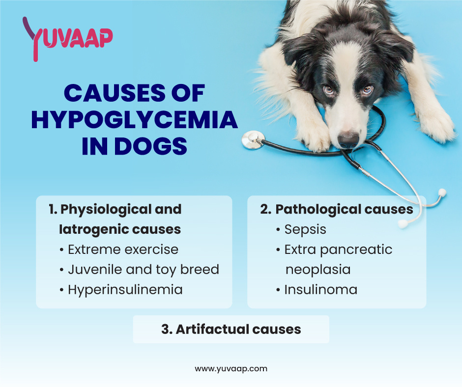 Hypoglycemia in Dogs: What Every Pet Owner Should Know by Yuvaap ...