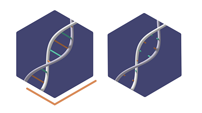 Myonexus - Genetic Variants animation body character design dna educational explainer gradient helix hexagon mint mograph motion graphics orange person purple science simple spin transition