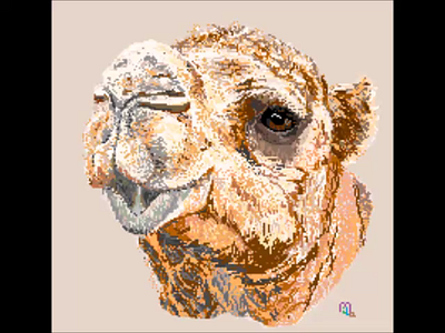 Camello dibujo drawing graphic design illustration paint