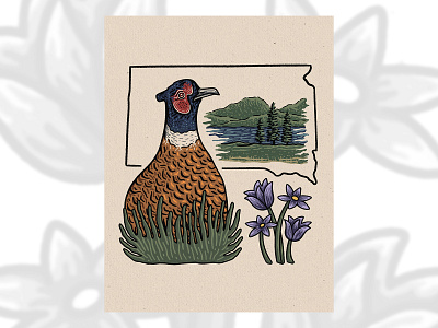 Ring-necked Pheasant birds design drawing flowers illustration pasque ring necked pheasant south dakota