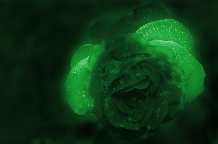 GLOWING ROSE EFFECT DESIGN by Sirazam monira on Dribbble