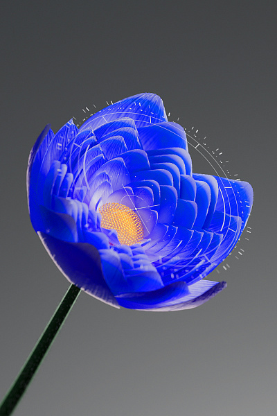 Procedural blue flower 3d animation graphic design motion graphics