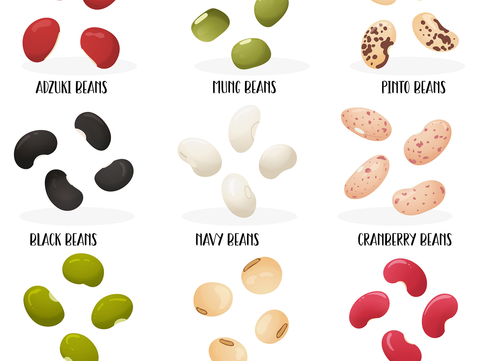 Big set of beans with name of varieties by Oleksandra Krupina on Dribbble