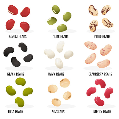 Big set of beans with name of varieties beans collection flat food illustration legumes organic pulses stylized vector vegan