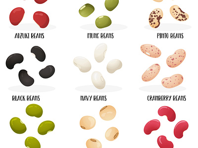 Big set of beans with name of varieties beans collection flat food illustration legumes organic pulses stylized vector vegan