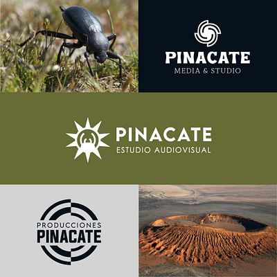 Pinacate Logo proposals. adobe illustrator graphic design insect logo logo logo design mexico nature logo vector