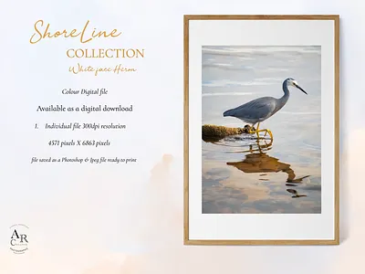ShoreLine Collection...White Face Heron branding design graphic design illustration photography posters