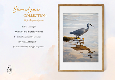 ShoreLine Collection...White Face Heron branding design graphic design illustration photography posters