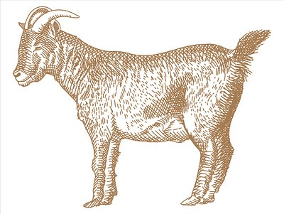 Small Goat Illustration