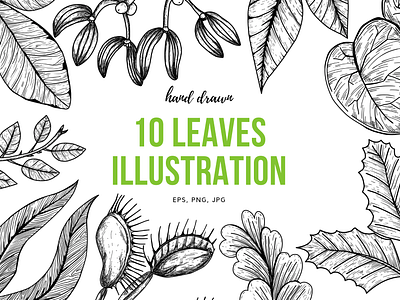 10 hand drawn leaves illustration