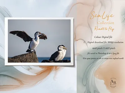 SeaLife Collection....Ready to Fly branding design digital graphic design illustration nature photography poster posters wallart