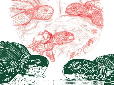 Process design detail drawing graphic design illustration pencil sea turtle sketch turtle vector