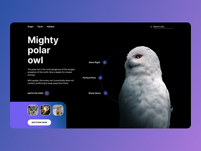 Owl web-site concept animal black design figma interface photoshop site ui ux webdesign