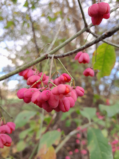 Spring Time little fruits in Nature landscape landscape vines nature nature photography