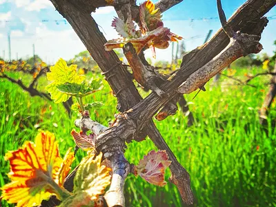 Flowering Vines Buds in Spring buds buds vines colorgram design flowering buds landscape landscape vines nature photography spring spring time vines