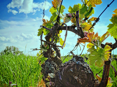 Flowering Vines Buds in Spring!!!!!!!!! art color colorgram illustration landscape landscape vines nature nature photography spring time vines vines buds