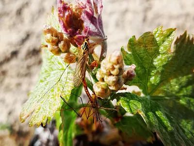 Insect on Vines Buds!!!!!!!!!! art color buds buds vines colorgram insect insects landscape landscape vines vines vineyard vineyards