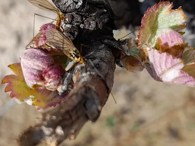 Insect on Vines Buds in Spring art color buds buds vines colorgram illustration insect insects landscape landscape vines landscape vineyard nature photography vines