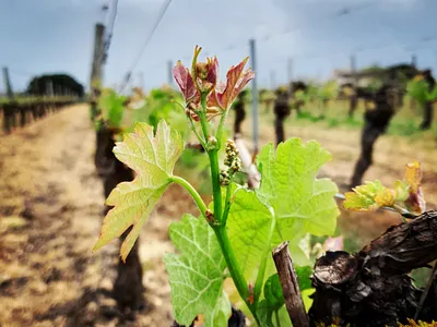 Evolution of the buds of the vine!!!! art color colorgram flowering vines illustration landscape landscape vines nature photography vines vines photography vineyards photography