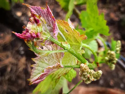 Evolution of the buds of the vine!!!! art color bud vine buds vines colorgram flowering buds illustration landscape landscape vines nature nature photography vines vineyard vineyards