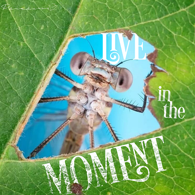 Live in the Moment design graphic design