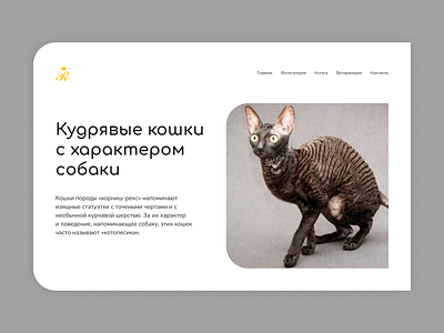 Longread about cat breed Cornish Rex animals cats design longread ui ux web design