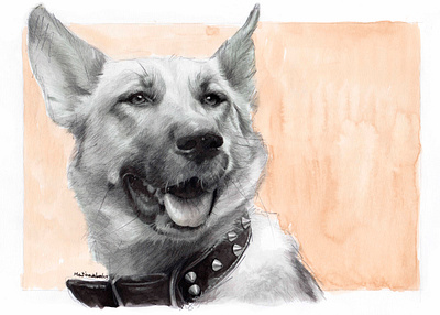 German shepherd dog realistic portrait drawing acuarela dogportrait mentiradeloro pencil portrait retrato watercolor watercolour