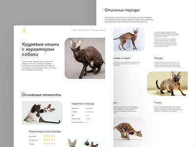 Longread dedicated to cats breed Cornish Rex animals cats design longread ui ux web design