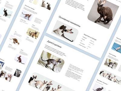 Longread about cat breed Cornish Rex animals cats design longread ui ux web design