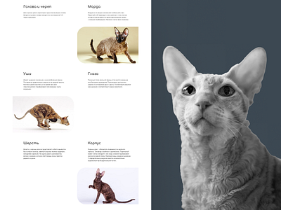 Longread about cat breed Cornish Rex animals cats design longread ui ux web design