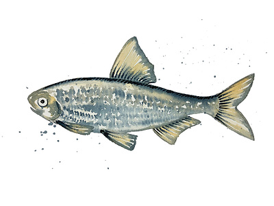 Loose Watercolour Fish animal painting branding design fish fish illustration illustration watercolor watercolour