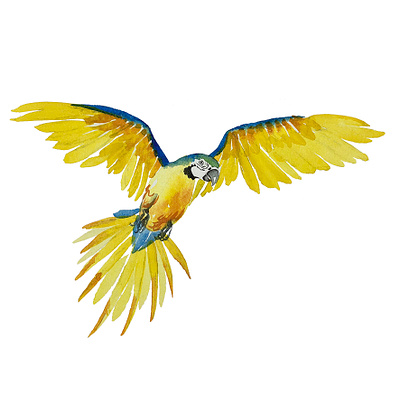 Watercolour Parrot animal painting bird bird of paradise bird painting illustration parrot parrots watercolor watercolour