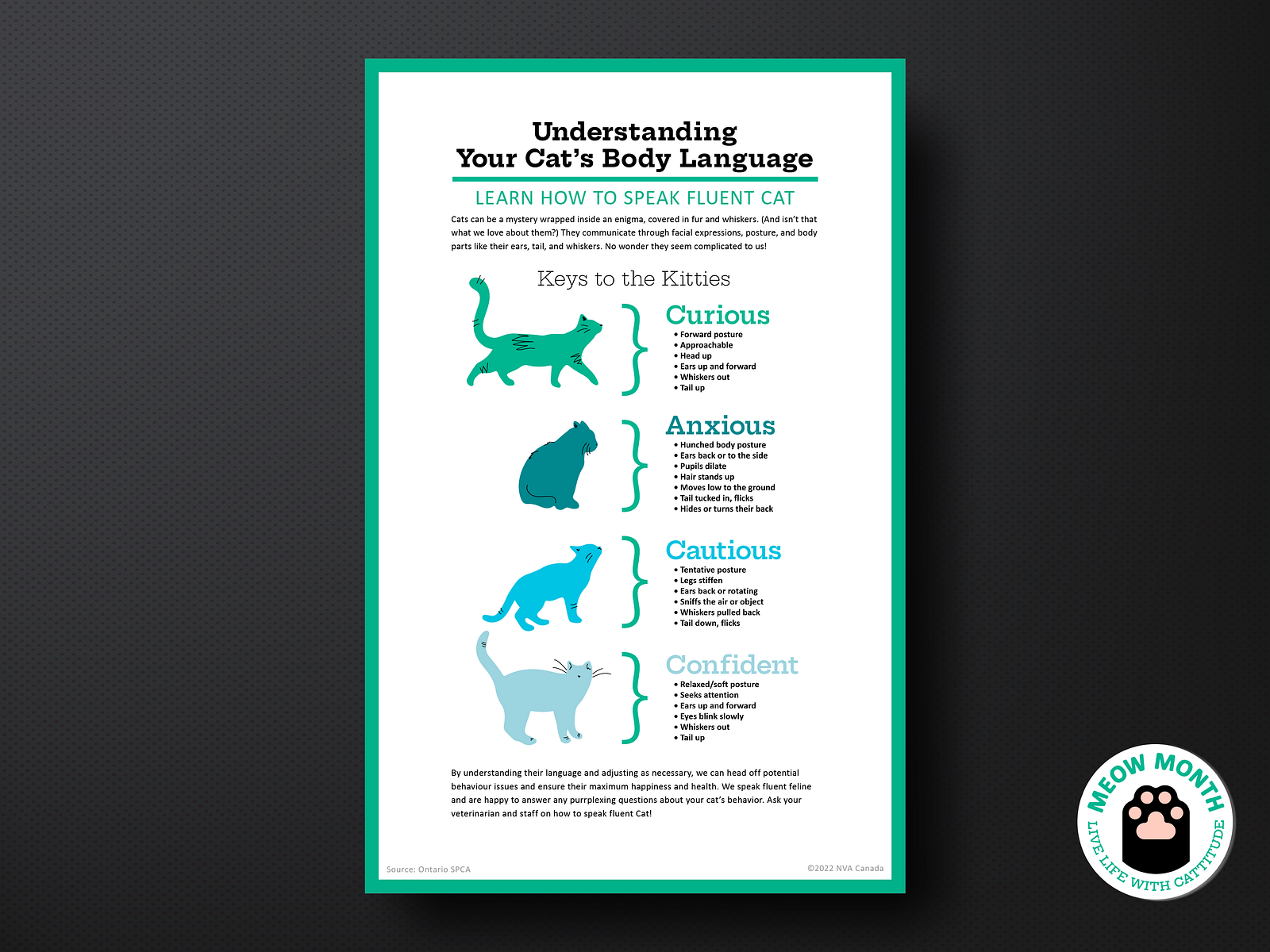 Understanding you cat's body language - poster infographic by Madeline