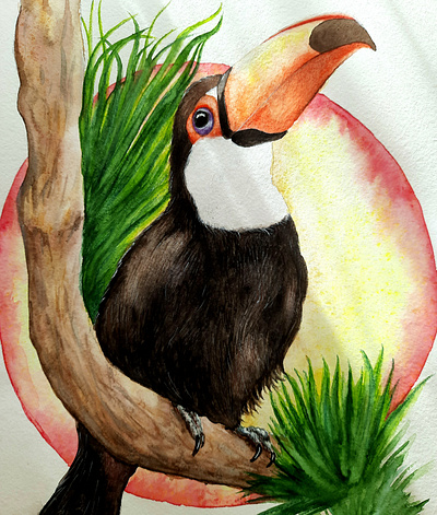 Toucan bird illustration toucan watercolor watercolor illustration