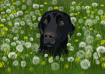Labrador in dandelions design graphic design illustration vector