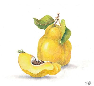 Quince: watercolor botanical illustrations botanical fruit clipart fruits illustration graphic design green leaves instant download labels design packaging design quince quince illustration quince set quince watercolor watercolor illustration yellow quince