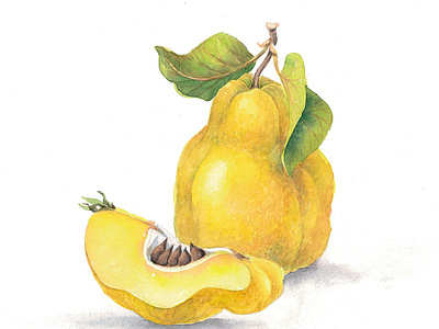 Quince: watercolor botanical illustrations botanical fruit clipart fruits illustration graphic design green leaves instant download labels design packaging design quince quince illustration quince set quince watercolor watercolor illustration yellow quince