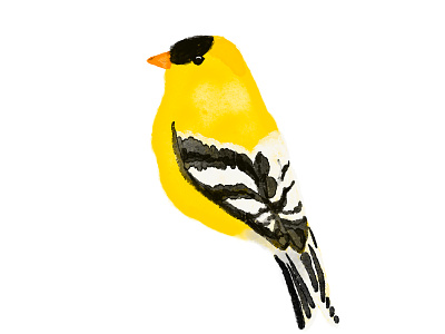 American goldfinch illustration procreate