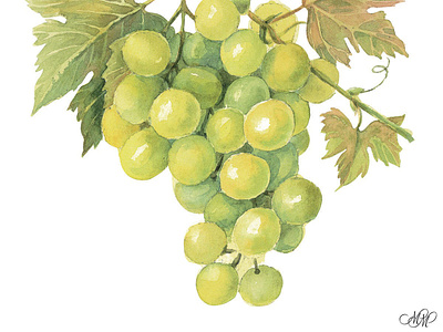 Watercolor illustration "Grape green" botanical clipart botanical illustration bunch of grapes fruit illustration fruits clipart grape grape green grape illustration grapes leaves graphic design instant download isolated on white labels design packaging design vine vintage style wine label