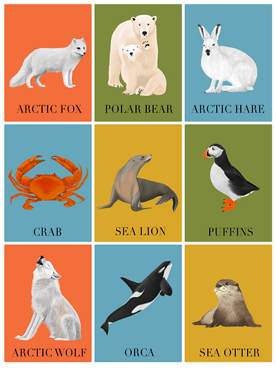 Animal Illustration animal bird colorful design digital illustration drawing graphic design illustration illustrator pet sealife word cards