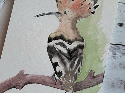 Hoopoe bird bird drawing illustration watercolor watercolor painting