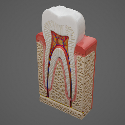 Anatomy of a tooth
