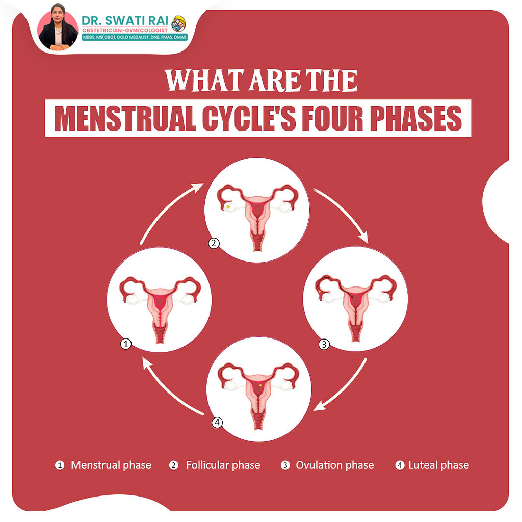 phases-of-menstrual-cycles-by-by-dr-swati-rai-on-dribbble